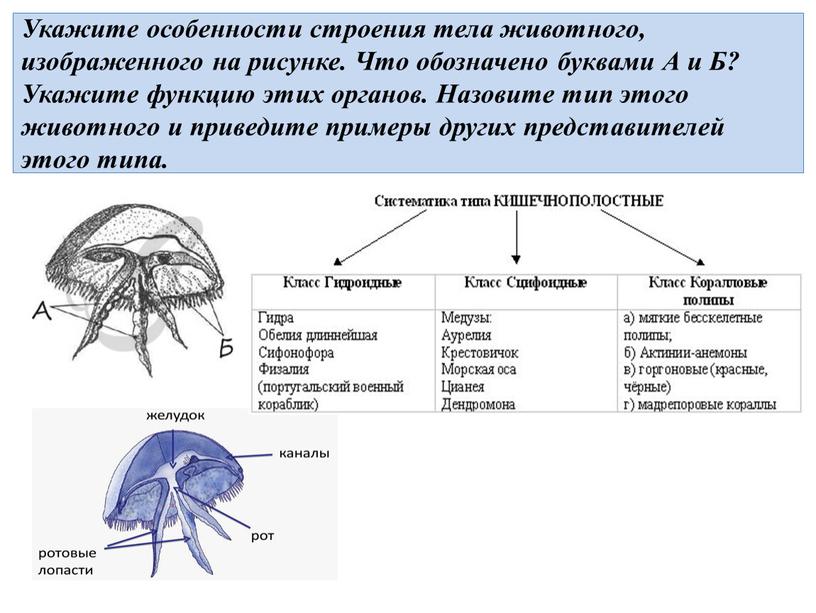 И связано с особенностями строения. Особенность строения животного. Особенности строения особенности строения. Особенности строения тела животного. Особенность строения особенности организма.