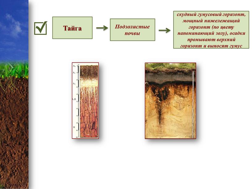 Тайга Подзолистые почвы скудный гумусовый горизонт, мощный нижележащий горизонт (по цвету напоминающий золу), осадки промывают верхний горизонт и выносят гумус