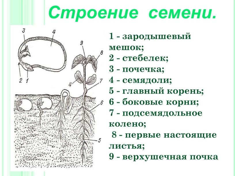 Строение семени. 1 - зародышевый мешок; 2 - стебелек; 3 - почечка; 4 - семядоли; 5 - главный корень; 6 - боковые корни; 7 -…