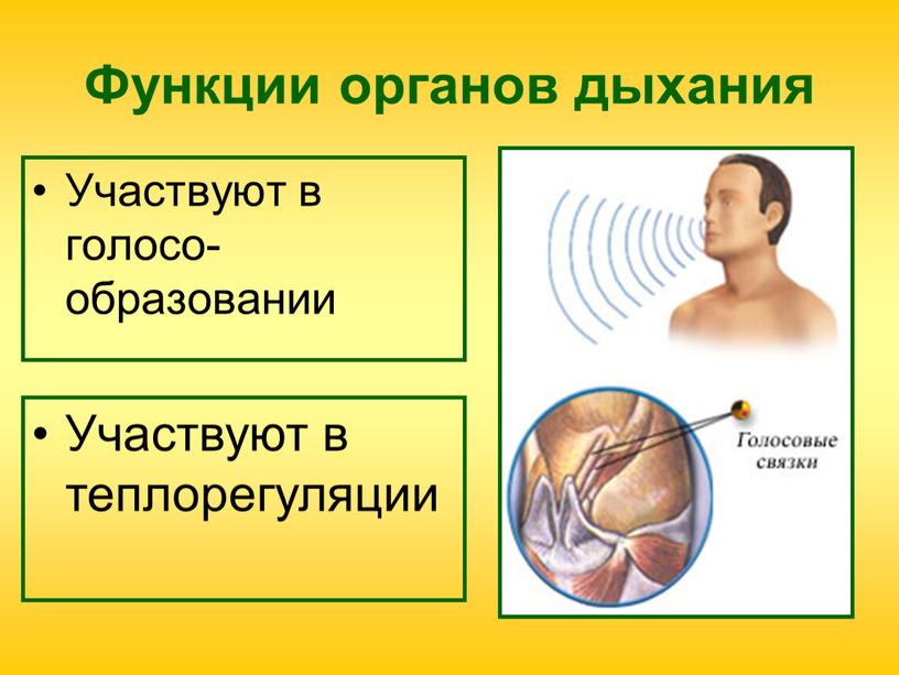 Функции органов дыхания Участвуют в голосо-образовании