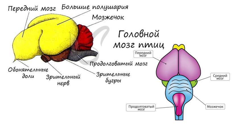 Приспособления птиц к полету: внешнее и внутреннее строение.