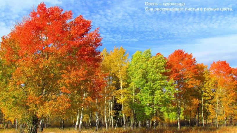 Осень – художница. Она раскрашивает листья в разные цвета
