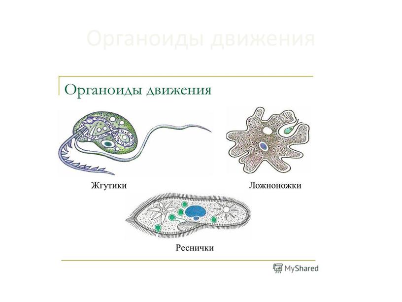 Органоиды рисунок строение