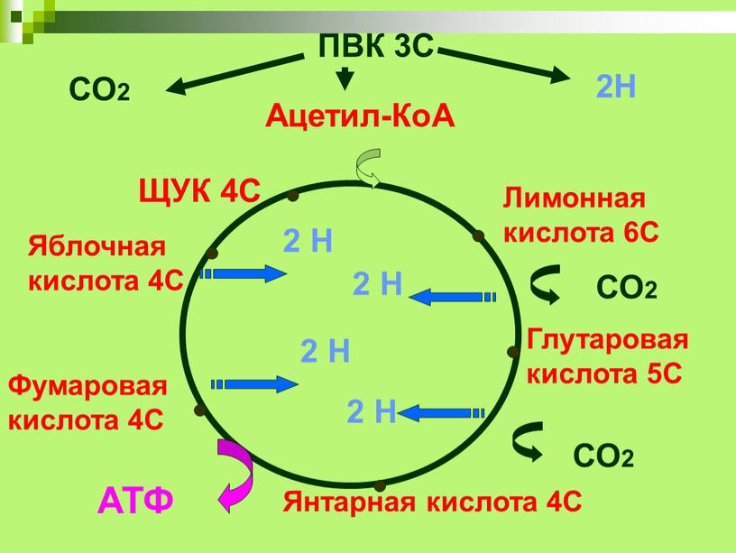 ПВК 3С Ацетил-КоА 2С Лимонная кислота 6С