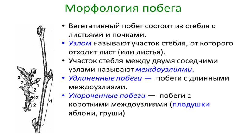 Размножение и оплодотворение растений. Вегетативное размножение