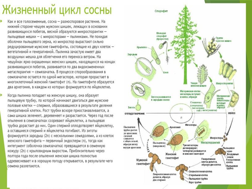 Подготовка к ЕГЭ по биологии.Жизненные циклы растений (теория и задания)