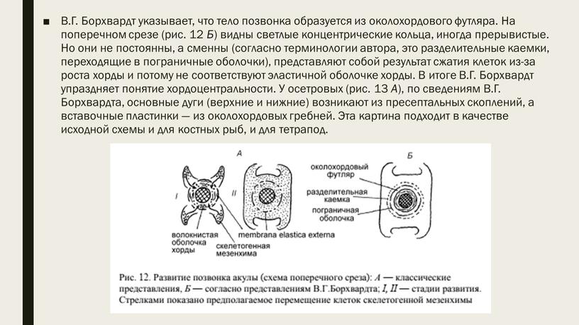 В.Г. Борхвардт указывает, что тело позвонка образуется из околохордового футляра