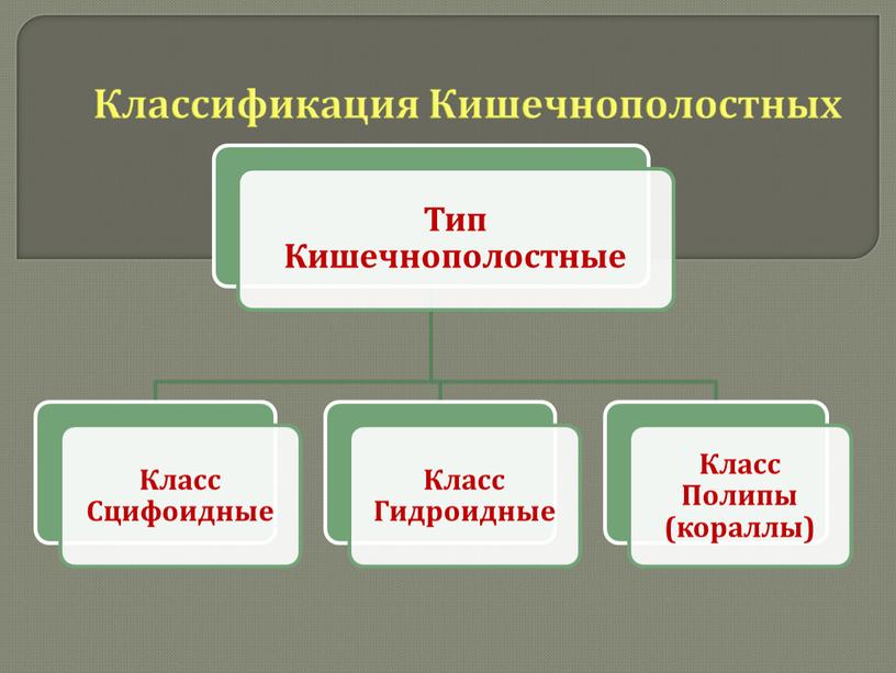 Кишечнополостные , 8класс, биология