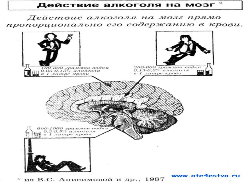 Влияние алкоголя на головной мозг ослабляет процессы торможения в цнс, что проявляется в снижении таких качеств, как самоконтроль, самообладание, осторожность и др; происходит нарушение координации…