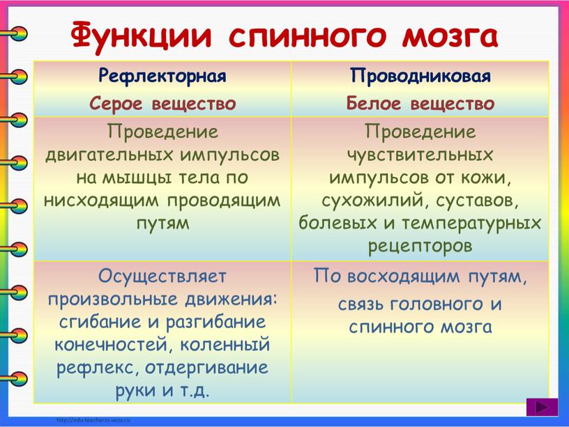 Функции спинного мозга Рефлекторная