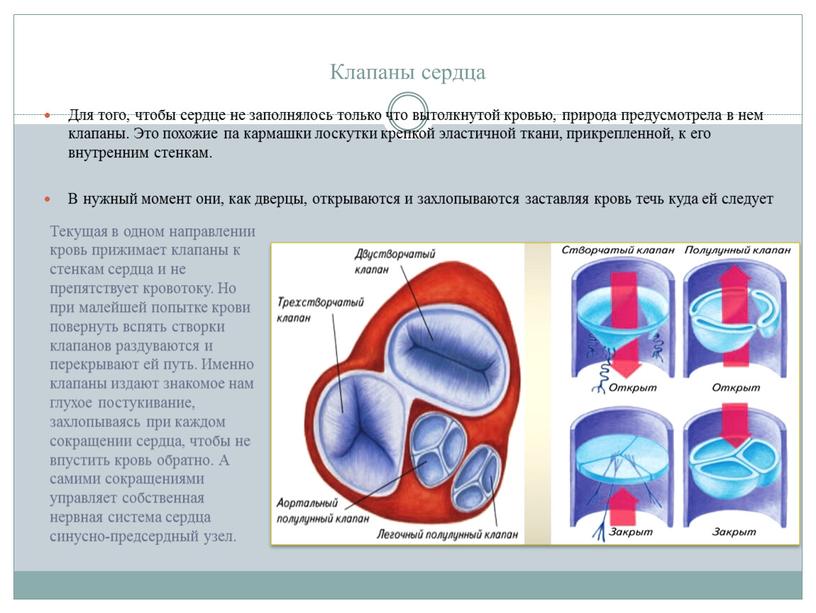 Клапаны сердца Для того, чтобы сердце не заполнялось только что вытолкнутой кровью, природа предусмотрела в нем клапаны