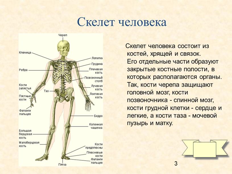 Скелет человека Скелет человека состоит из костей, хрящей и связок