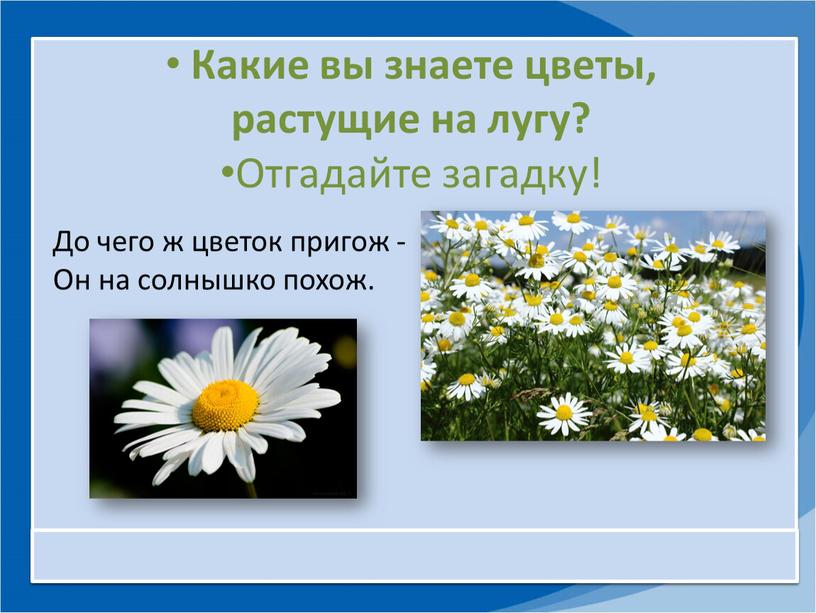 Какие вы знаете цветы, растущие на лугу?