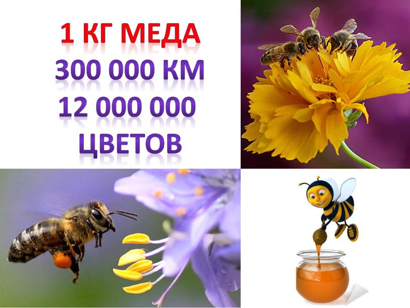 1 кг меда 300 000 км 12 000 000 цветов