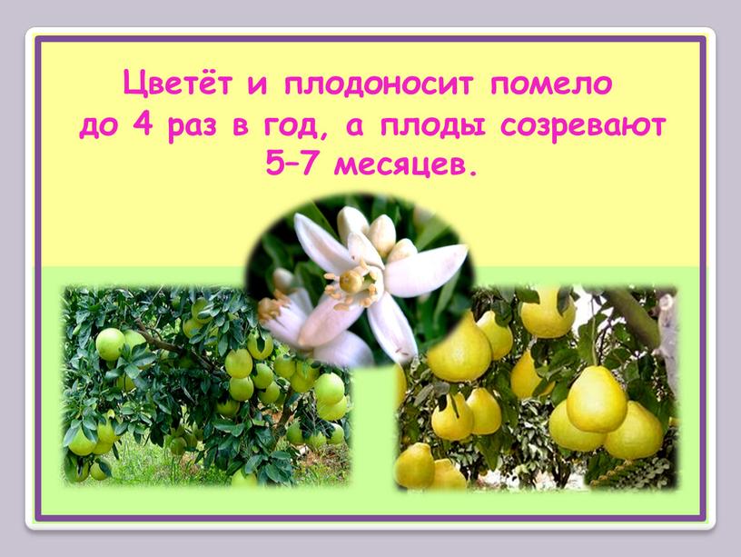 Цветёт и плодоносит помело до 4 раз в год, а плоды созревают 5–7 месяцев