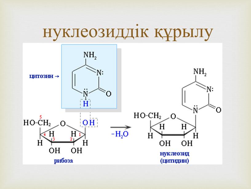 нуклеозиддік құрылу