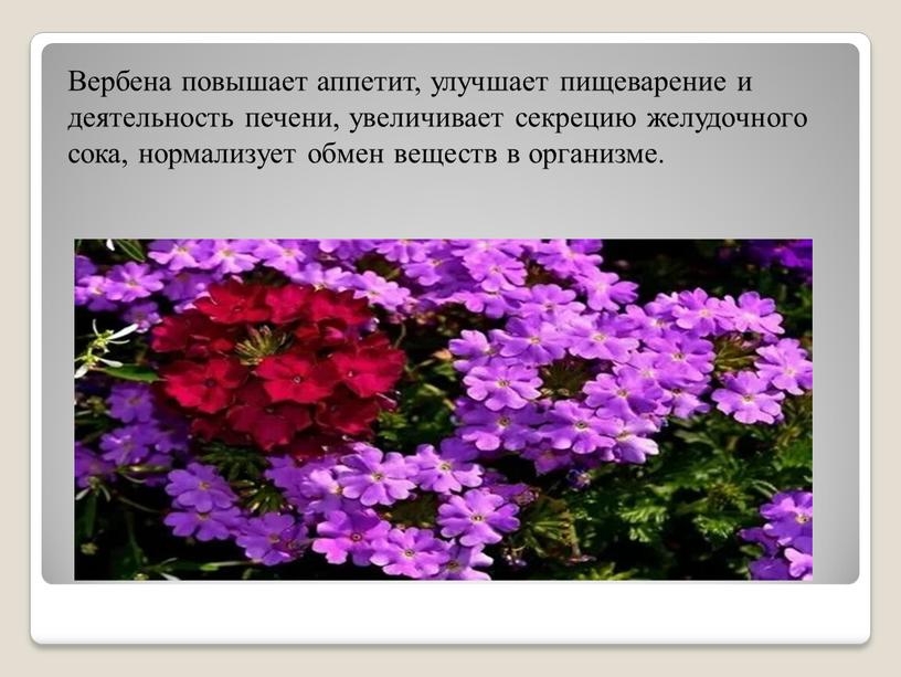 Вербена повышает аппетит, улучшает пищеварение и деятельность печени, увеличивает секрецию желудочного сока, нормализует обмен веществ в организме