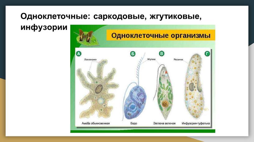 Одноклеточные: саркодовые, жгутиковые, инфузории