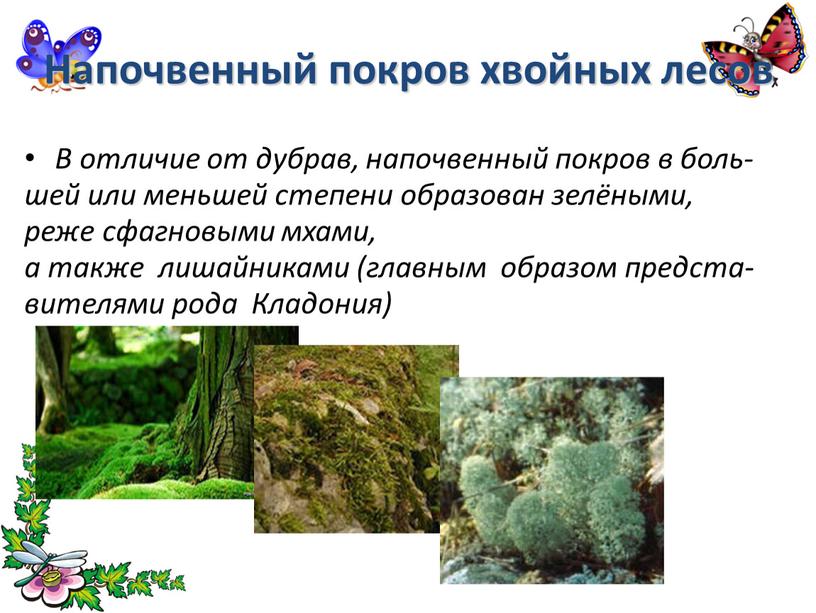 Напочвенный покров хвойных лесов