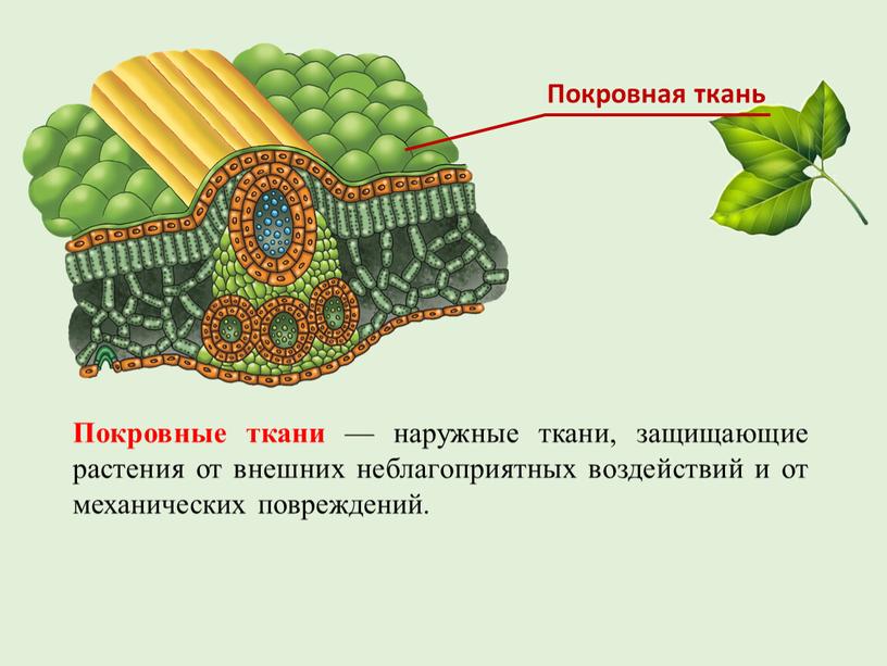 Покровные ткани — наружные ткани, защищающие растения от внешних неблагоприятных воздействий и от механических повреждений