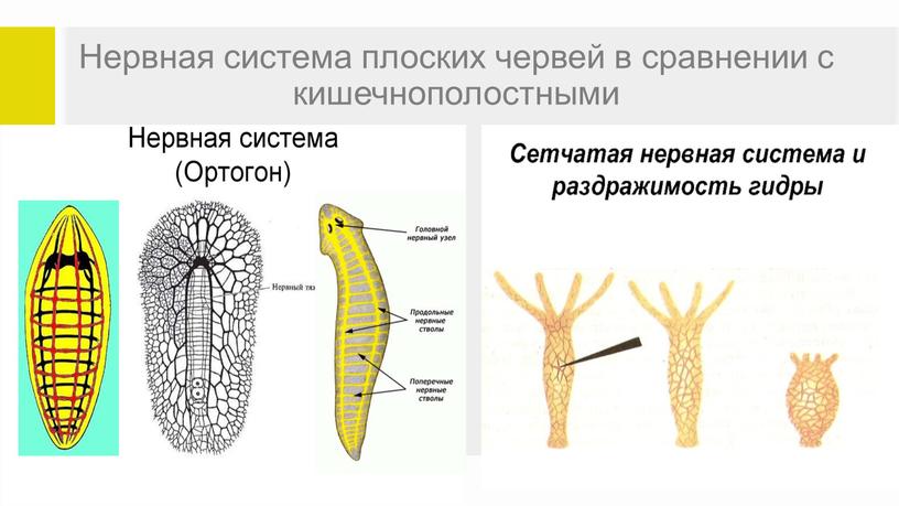 Нервная система плоских червей в сравнении с кишечнополостными