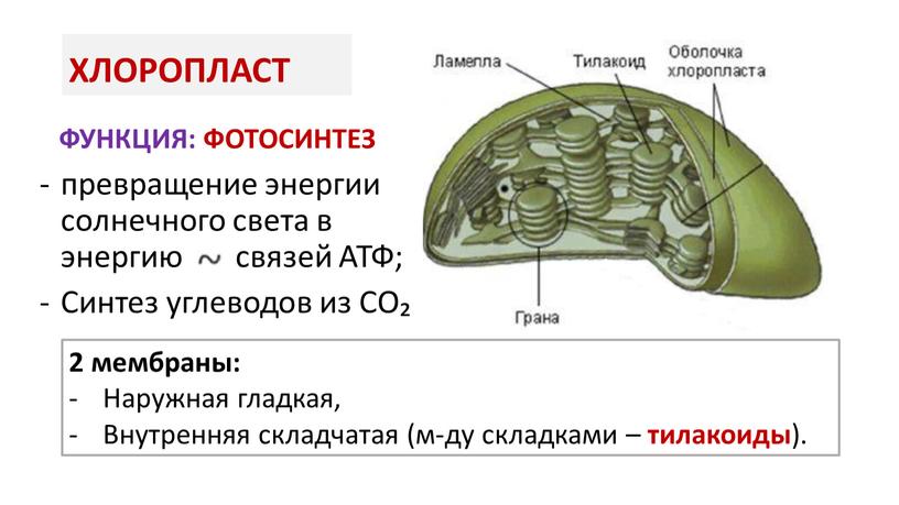 ХЛОРОПЛАСТ превращение энергии солнечного света в энергию связей