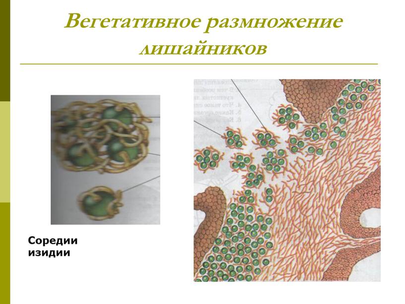 Вегетативное размножение лишайников