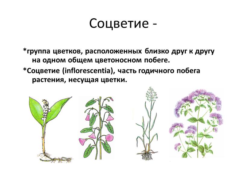 Соцветие - *группа цветков, расположенных близко друг к другу на одном общем цветоносном побеге