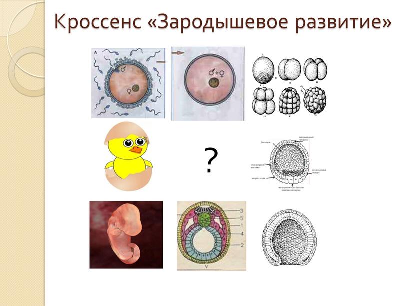 Кроссенс «Зародышевое развитие» ?