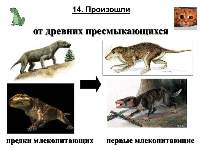 Произошли от древних пресмыкающихся предки млекопитающих первые млекопитающие