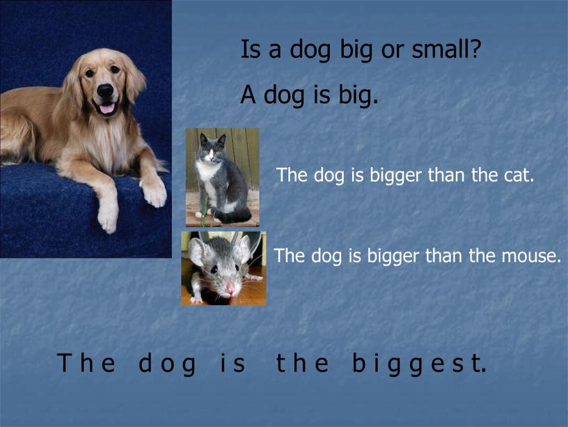 Is a dog big or small? A dog is big