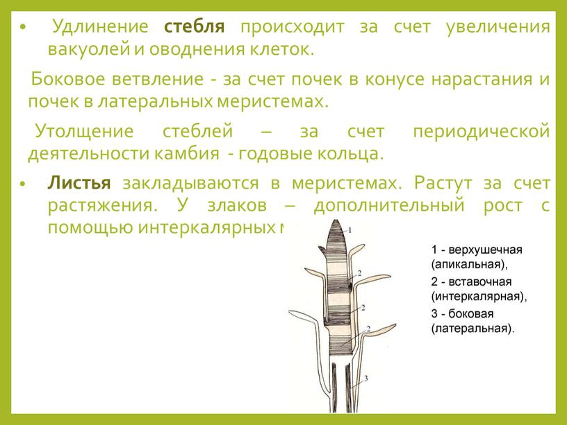 Удлинение стебля происходит за счет увеличения вакуолей и оводнения клеток