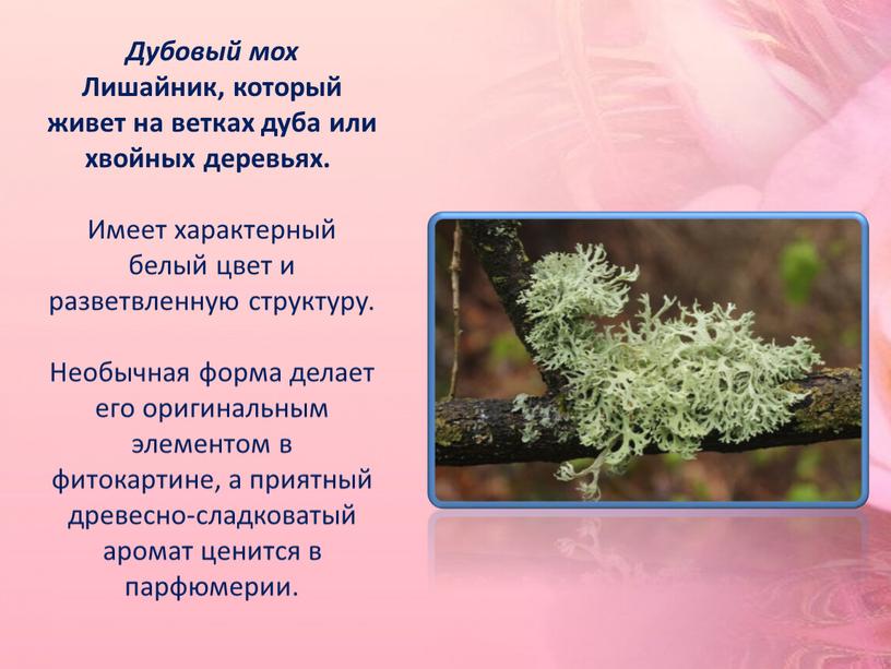 Дубовый мох Лишайник, который живет на ветках дуба или хвойных деревьях