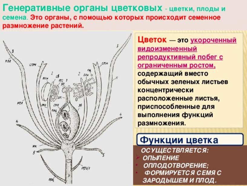 Царства растений