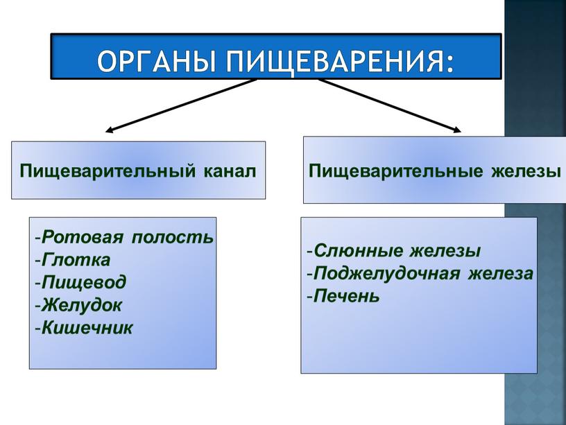 Органы пищеварения: Пищеварительный канал