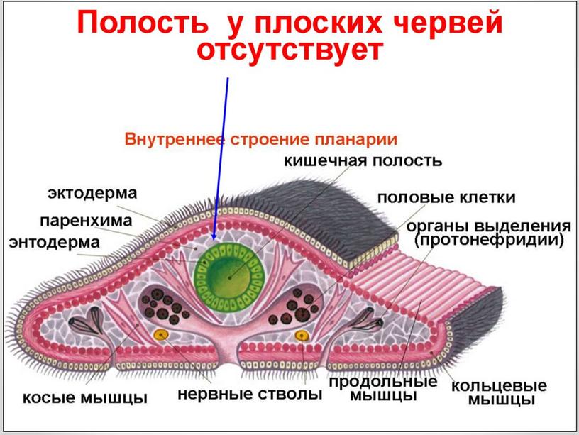 Типы Червей.