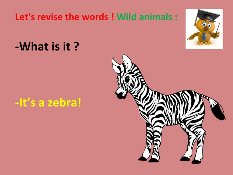 Let's revise the words ! Wild animals : -What is it ? -It’s a zebra!