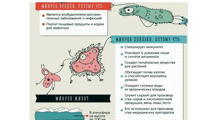 Презентация на тему "Бактерии"