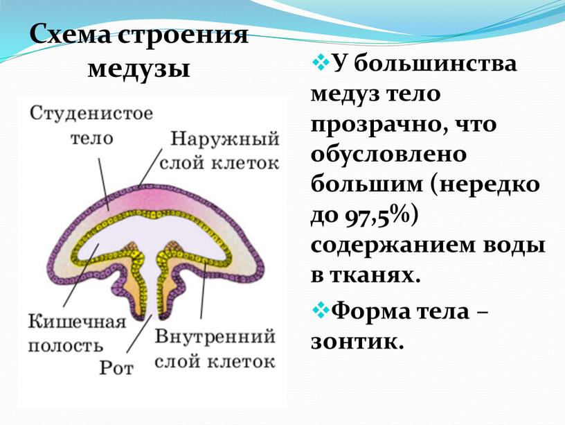 У большинства медуз тело прозрачно, что обусловлено большим (нередко до 97,5%) содержанием воды в тканях