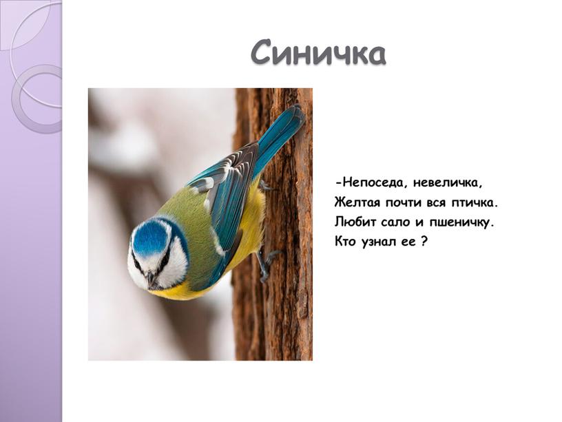 Синичка -Непоседа, невеличка, Желтая почти вся птичка