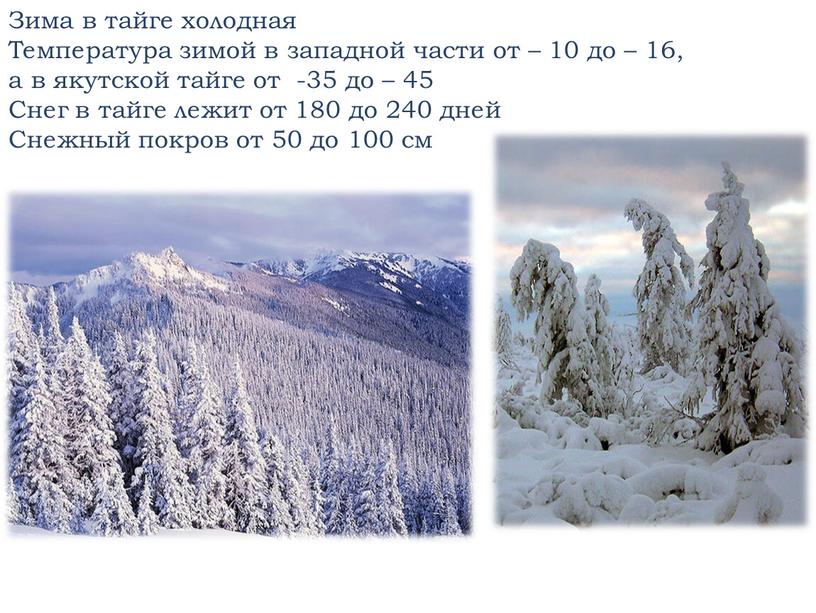 Зима в тайге холодная Температура зимой в западной части от – 10 до – 16, а в якутской тайге от -35 до – 45