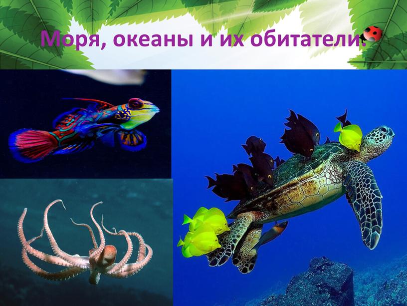 Моря, океаны и их обитатели.