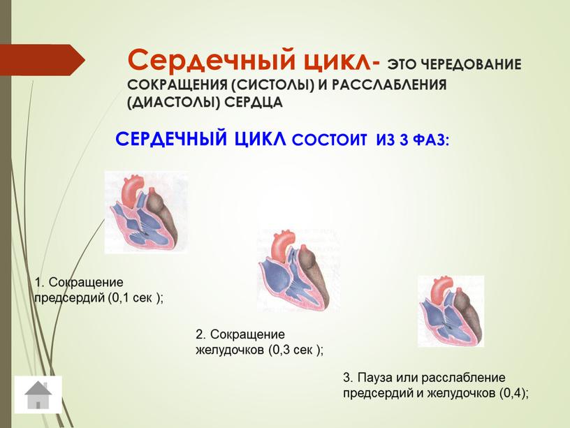 Сердечный цикл- ЭТО ЧЕРЕДОВАНИЕ