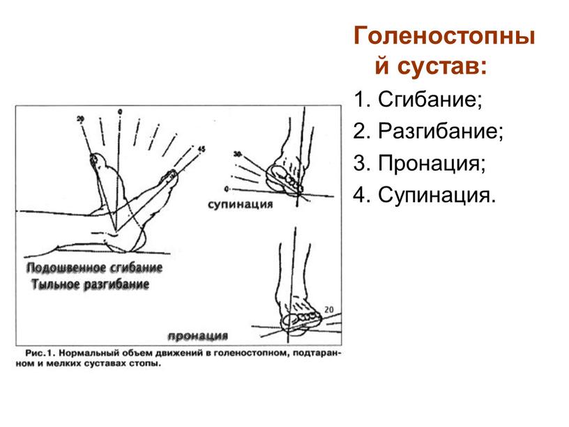 Голеностопный сустав: 1. Сгибание; 2