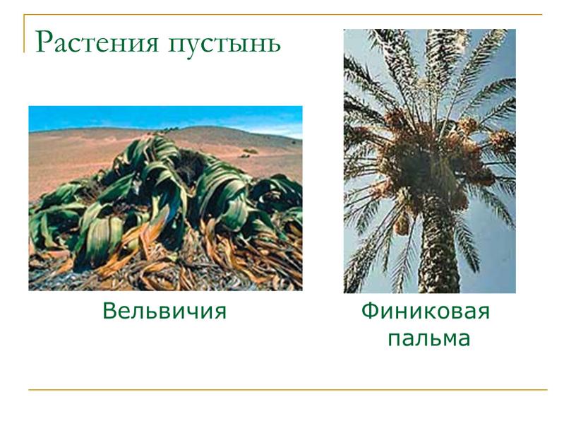 Растения пустынь Вельвичия Финиковая пальма