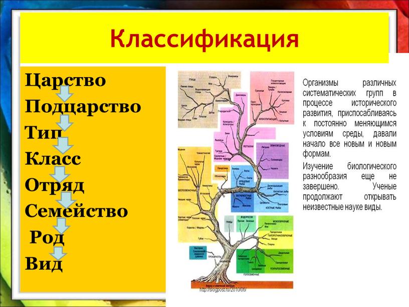 Царство Подцарство Тип Класс Отряд