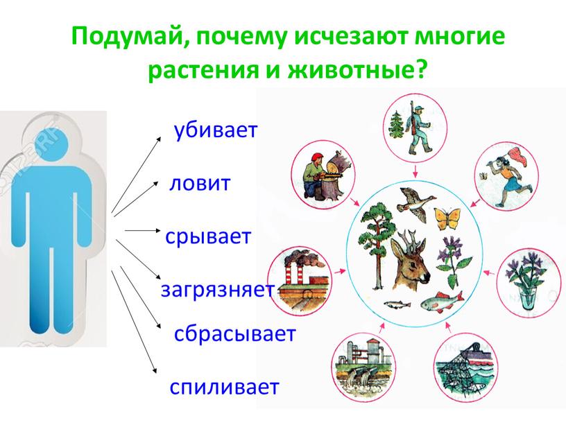 Подумай, почему исчезают многие растения и животные? ловит спиливает убивает срывает сбрасывает загрязняет