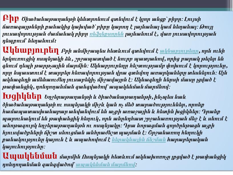 Բիբ Ծիածանաթաղանթի կենտրոնում գտնվում է կլոր անցք՝ բիբը։ Լույսի ճառագայթների քանակից կախված՝ բիբը կարող է լայնանալ կամ նեղանալ։ Թույլ լուսավորության ժամանակ բիբը ռեֆլեքսորեն լայնանում է,…