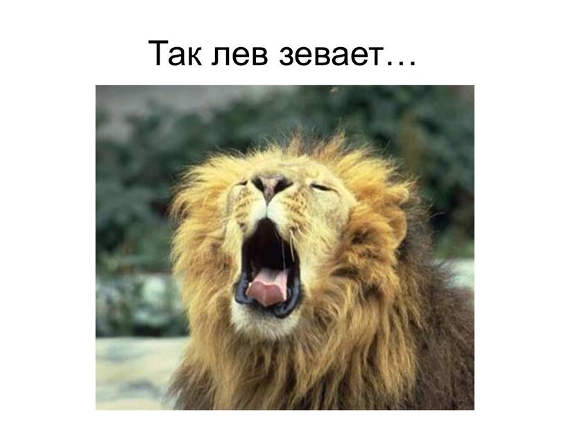 Так лев зевает…