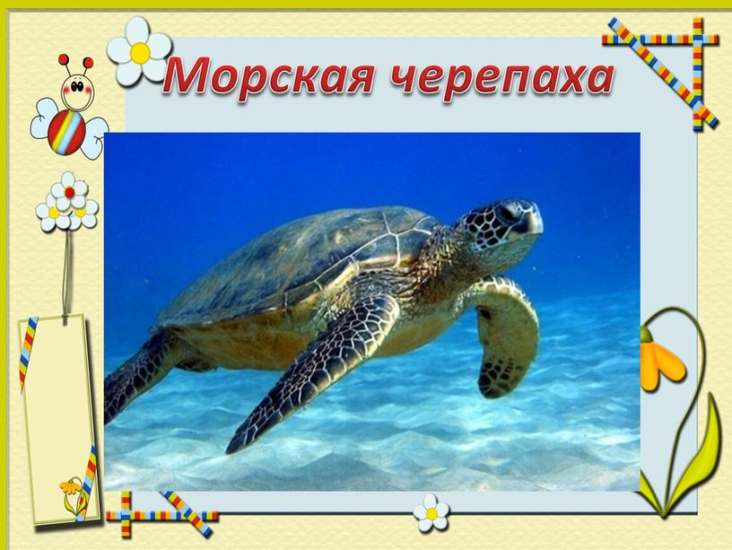 Морская черепаха